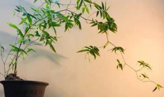 四季竹和青竹哪种适合室内栽种